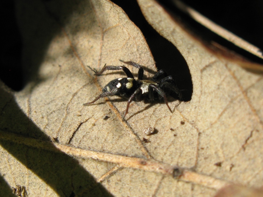 questo  un Aphantaulax? No. Callilepis nocturna